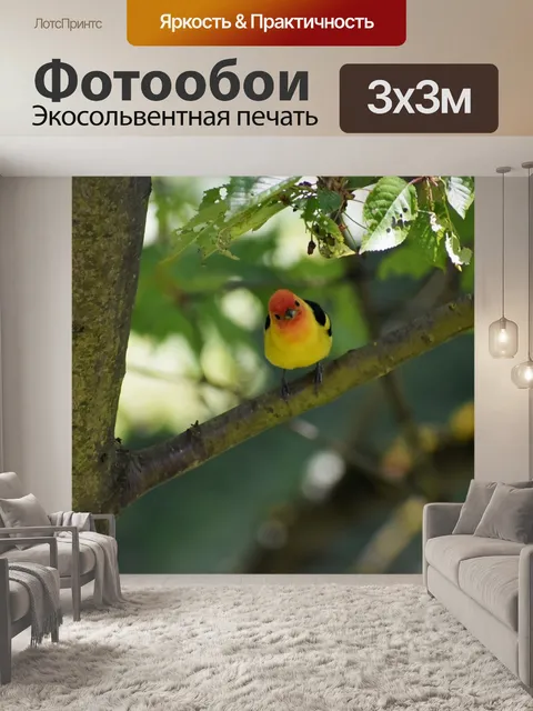 Фотообои Птица