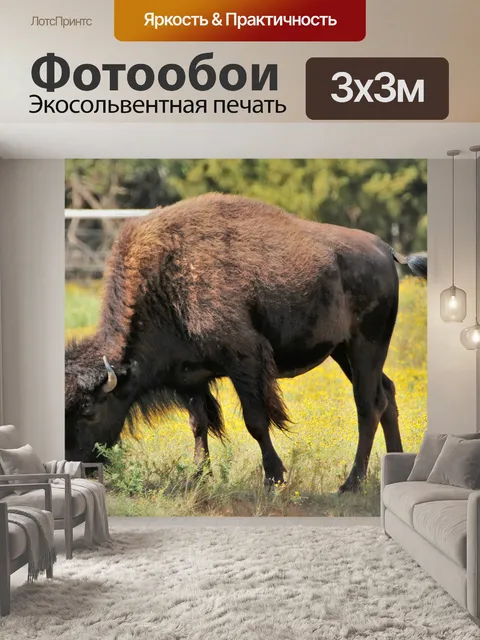 Фотообои Баффало пасутся крупным планом