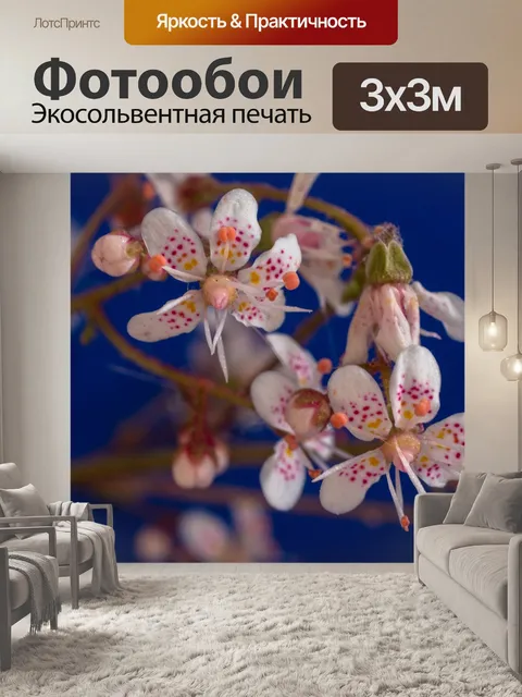 Фотообои Камнеломка обыкновенная