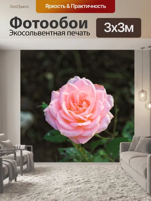 Фотообои Розовая роза