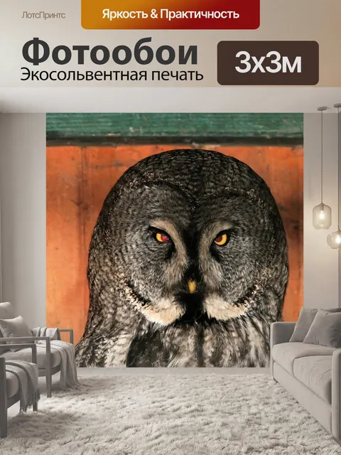 Фотообои Сова