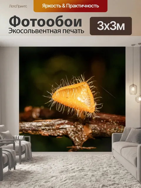 Фотообои грибы, растущие на фоне леса