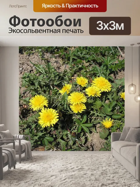 Фотообои Одуванчики