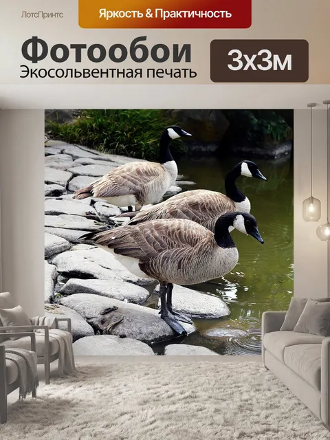 Фотообои Водоплавающая птица