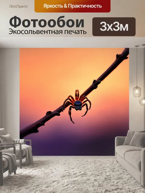 Фотообои изображение маленького паука