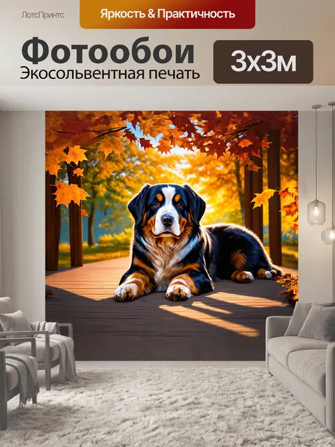 Фотообои спокойный бернер лежит на деревянном настиле