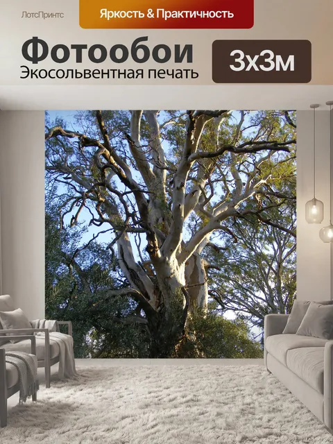 Фотообои Эвкалипт