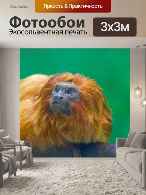 Фотообои Золотой лев тамарин