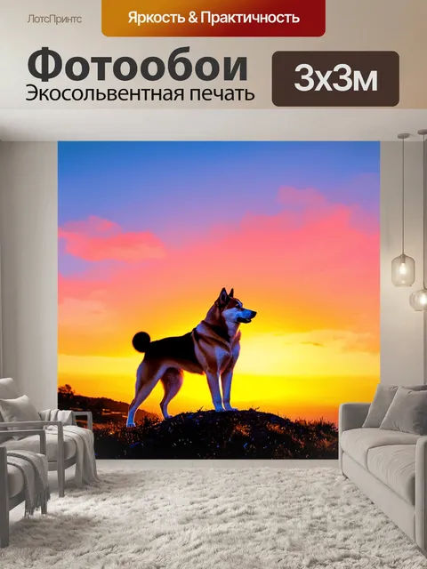 Фотообои на фоне яркого заката акита-ину, стоящая на вершине холма, смотрит вдаль