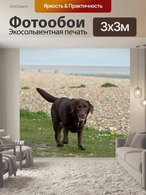 Фотообои Выгул собак