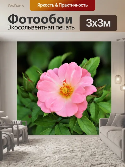 Фотообои Розовая роза крупным планом 2