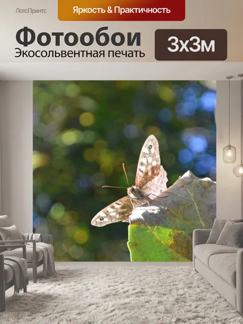 Фотообои Бабочка