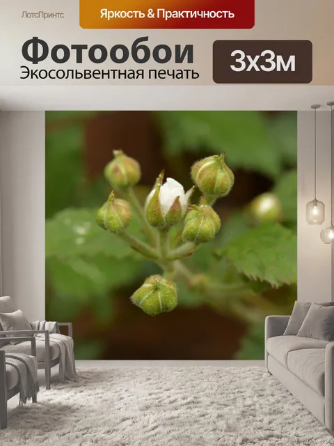 Фотообои Цветы