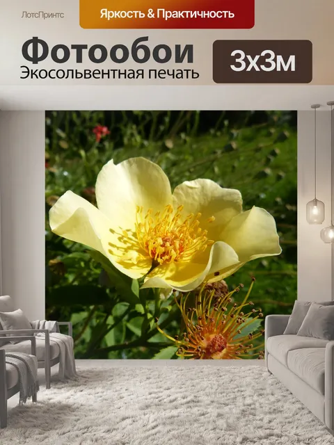 Фотообои Роза