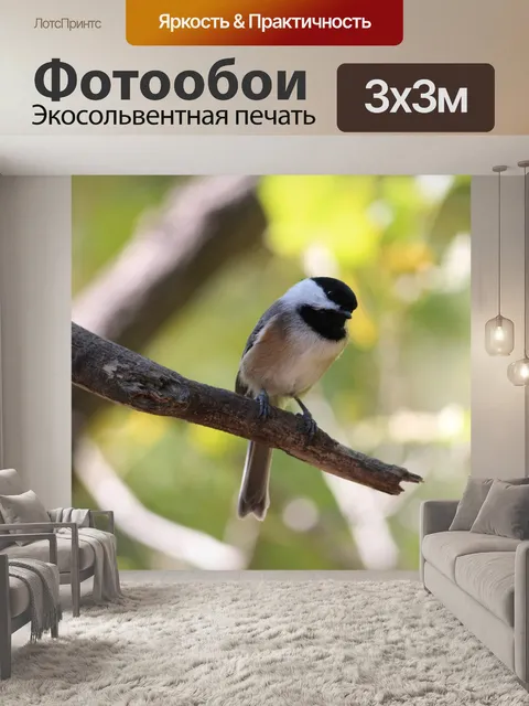 Фотообои Синица-гаичка