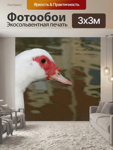 Фотообои Мускусная утка головы