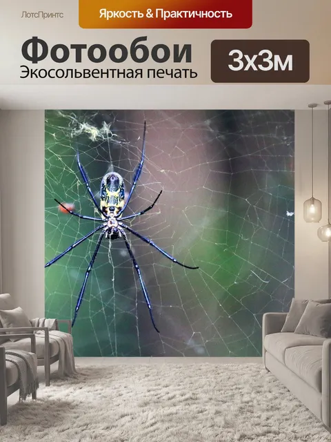 Фотообои паук-ткач с черными ногами