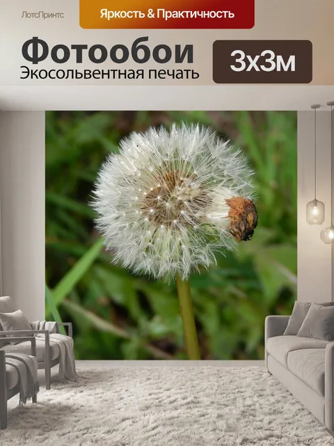 Фотообои Одуванчик