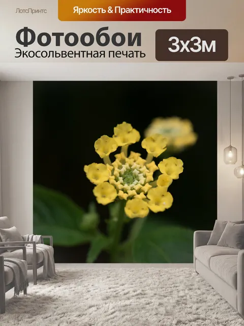 Фотообои Цветы