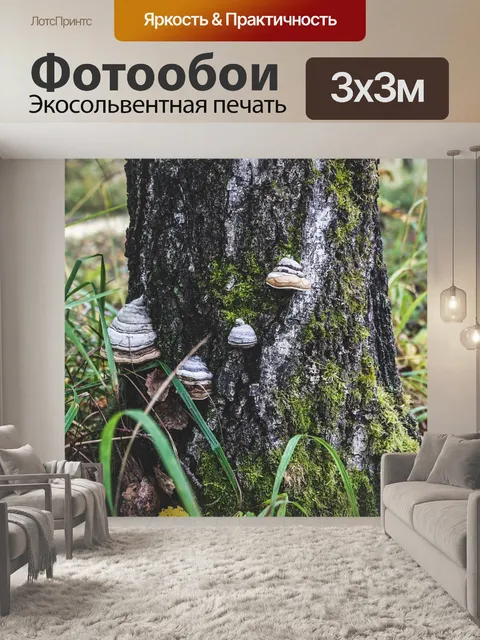 Фотообои Пень