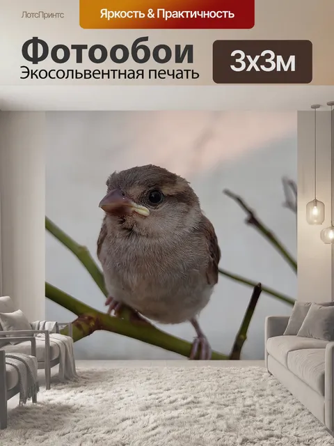 Фотообои Воробей