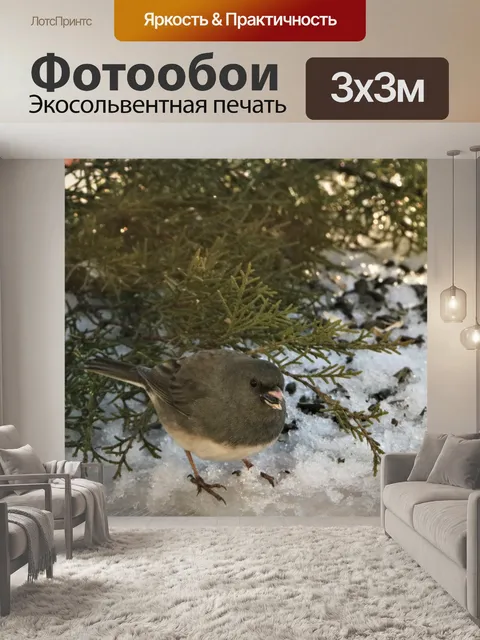 Фотообои Темноглазая Junco in Snow