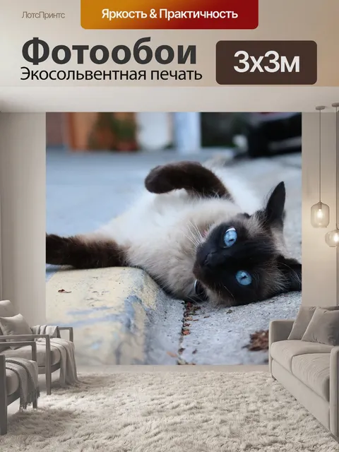 Фотообои Кошка