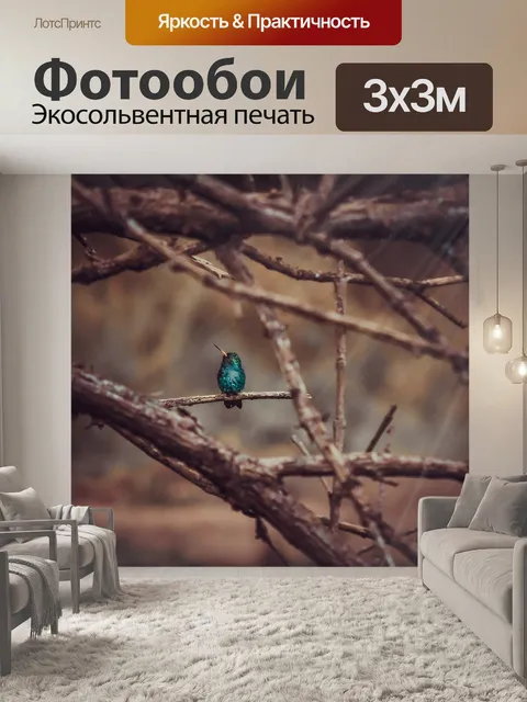 Фотообои Колибри