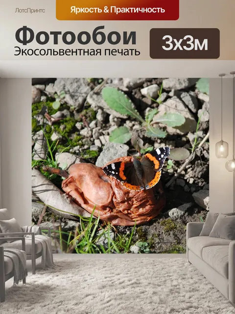 Фотообои Бабочка