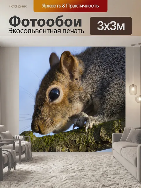 Фотообои Серые Белки Sciurus carolinensis