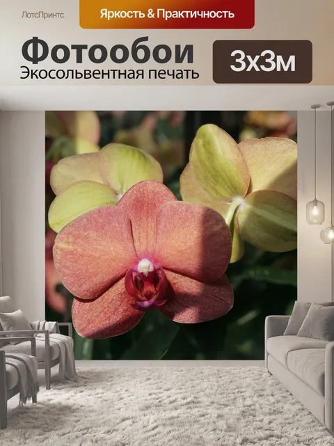 Фотообои Орхидеи