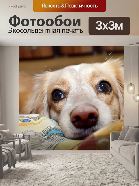 Фотообои Собака