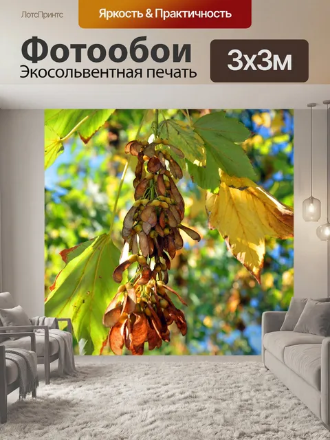 Фотообои Клен