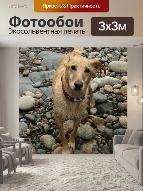Фотообои Собака