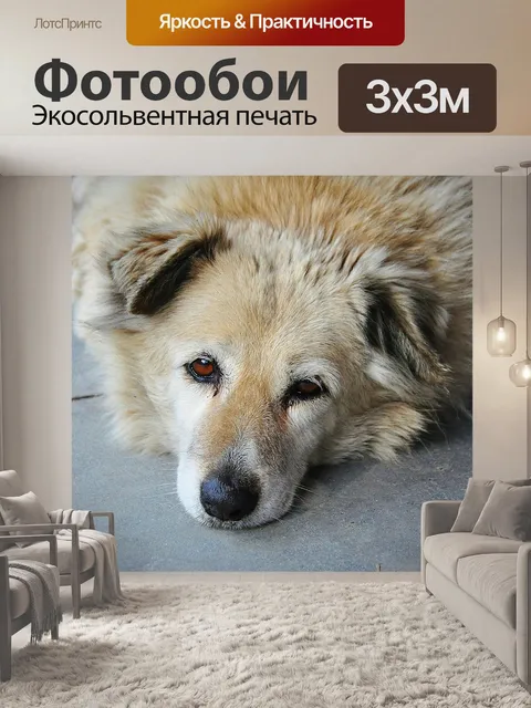 Фотообои Собака