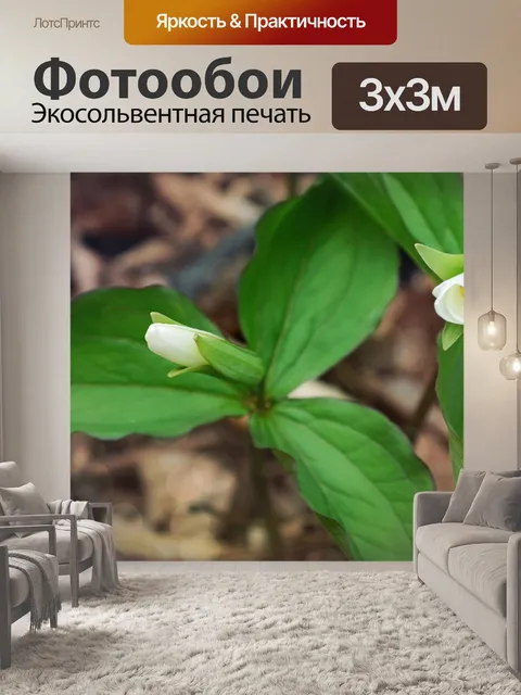 Фотообои белые цветы