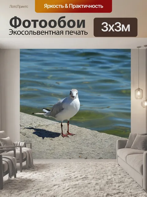 Фотообои Чайка