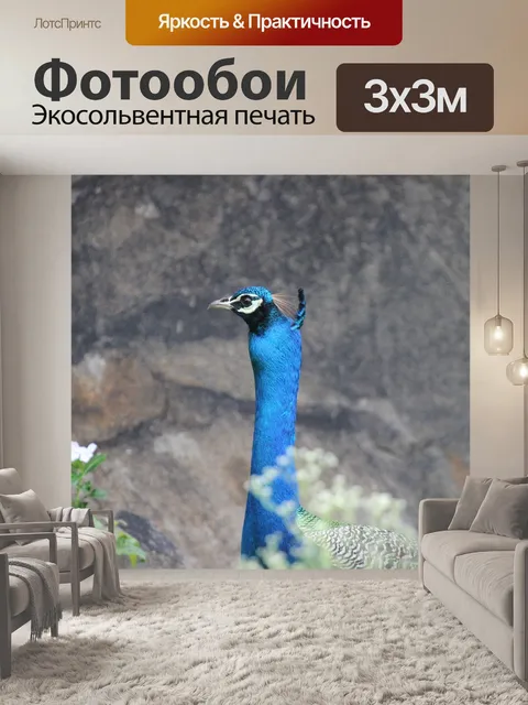 Фотообои Павлин