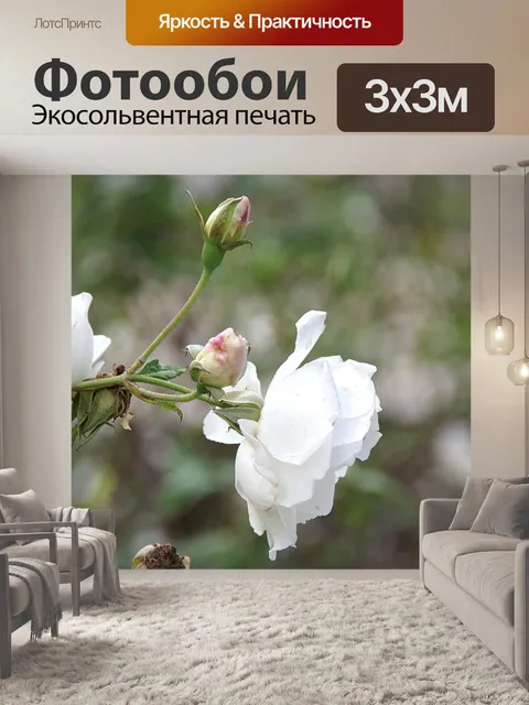 Фотообои Белая роза боке