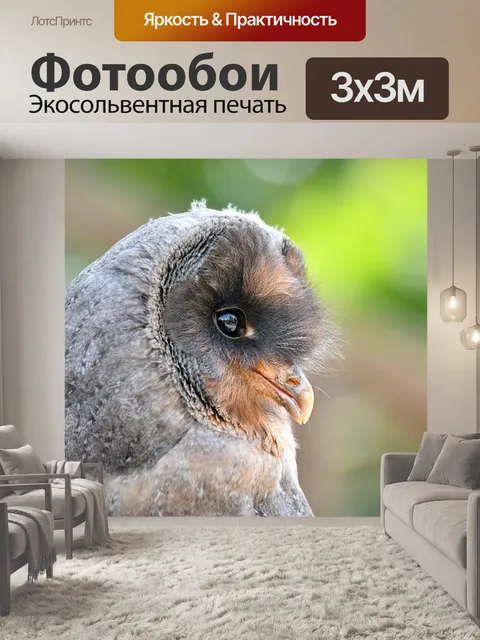Фотообои Сова
