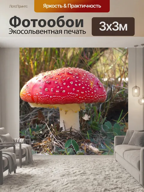 Фотообои Гриб