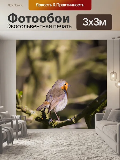 Фотообои Робин, Erithacus rubecula