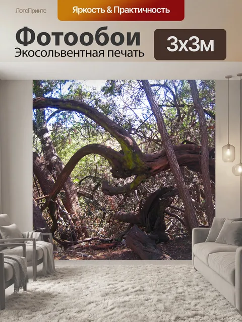 Фотообои деформированные гнутые ветви дерева