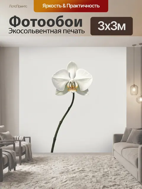 Фотообои Белая орхидея на светлом фоне