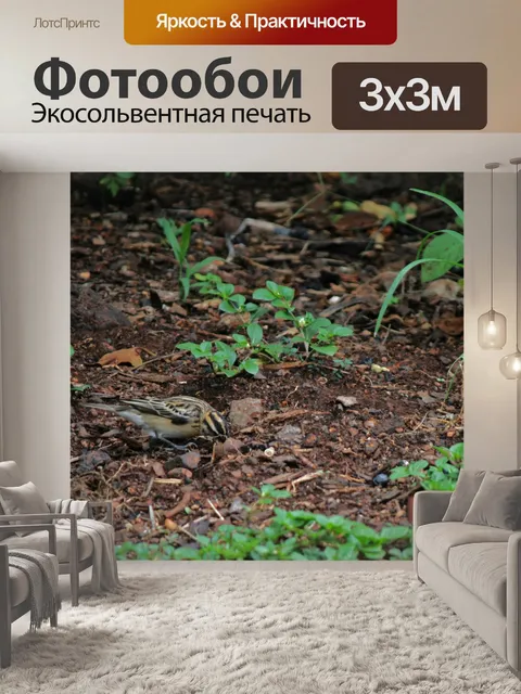 Фотообои немного кормления птицы