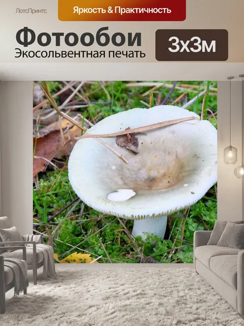 Фотообои Гриб