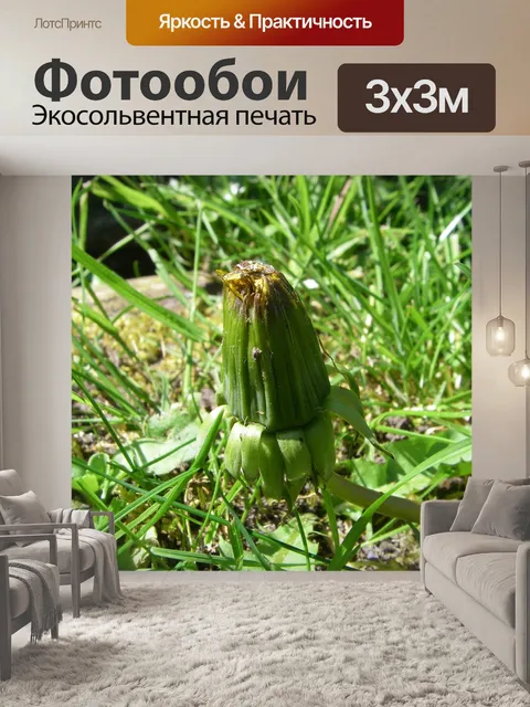 Фотообои Одуванчик
