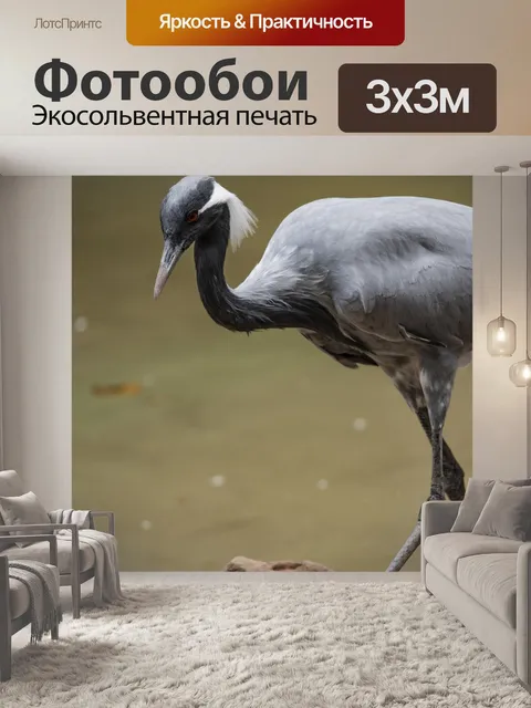 Фотообои Африканский журавль