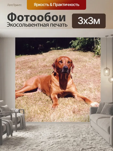 Фотообои Живопись Родезийский риджбек