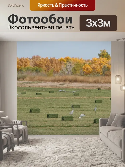 Фотообои Канадские журавли в полете